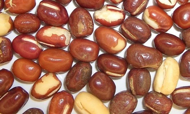 Defect - Azuki Beans (Red Beans)