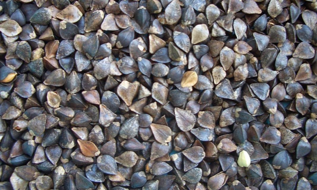 Defect - Buckwheat/Soba