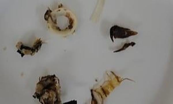 Defect - Tuna Flakes