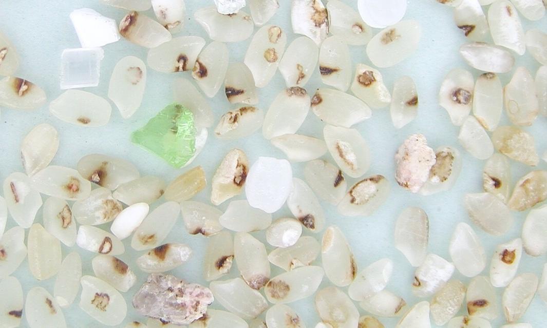 Defect - White Rice (Polished Rice)